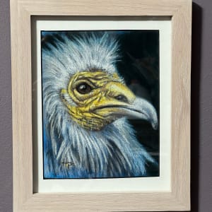 Egyptian Vulture study by Hope Martin