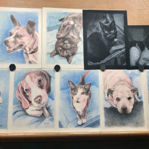 Pet Portrait Fundraiser by Hope Martin  Image: Second-round in colored pencil