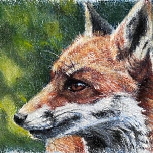 Fox study by Hope Martin