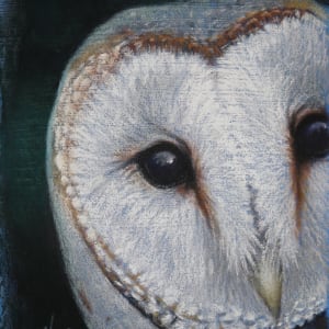 Barn Owl Study by Hope Martin