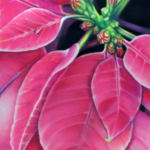 Pink Poinsettia by Hope Martin