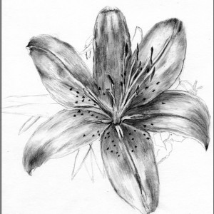 Daylily by barbara gulotta