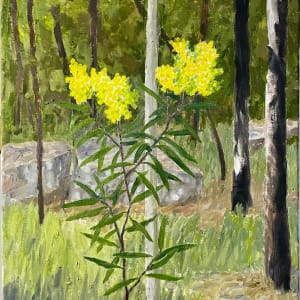 Wattle Bloom by Paul Rolfe