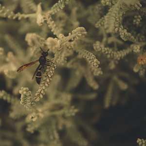 El jardín detrás del ojo by Marisol Cid González, Image 1.