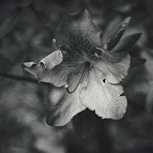 Luz y flor by Marisol Cid González, Image 1.