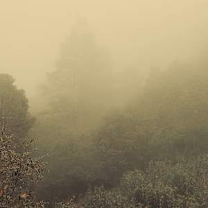 Bosque de niebla by Marisol Cid González, Image 1.