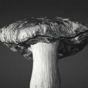 Cartografía de un hongo by Marisol Cid González, Image 1.