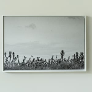 Entre luz y espina by Marisol Cid González 