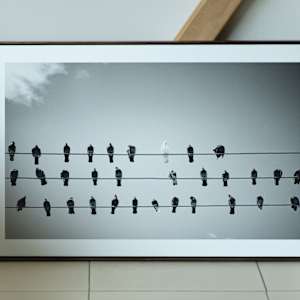 Pentagramas en libertad by Marisol Cid González 