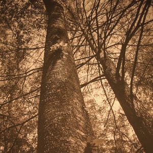 #275 Beech Trees, Looking Up by Frank Hunter