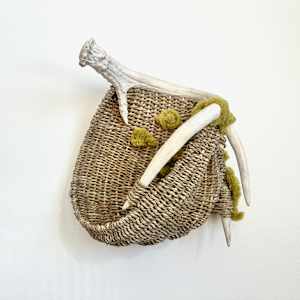 Shed Antler on the Mossy Path--Naturally Shed Whitetail Deer Antler #274/73 by Cathryn Peters