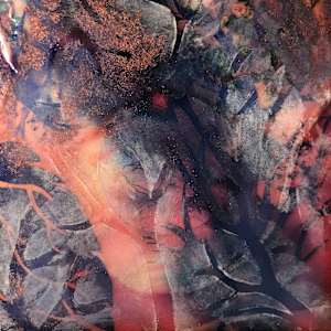 Moonlight Through the Trees