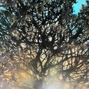 Sunlight Through The Trees by Robin Eckardt 