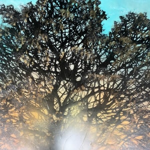 Sunlight Through The Trees by Robin Eckardt 