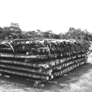 BAMBOO ROCKS by MARK. 