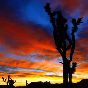Pipes Canyon Sunrise by Mark Peacock