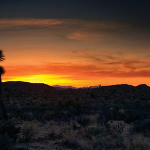 Joshua Tree National Park by Mark Peacock