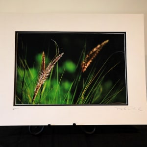 Blades of Grass by Mark Peacock  Image: Photograph with double matte