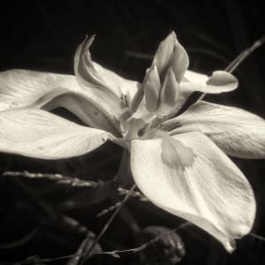 Day Lilly by Mark Peacock