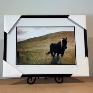 The Black Paint Horse by Mark Peacock  Image: Framed Photograph