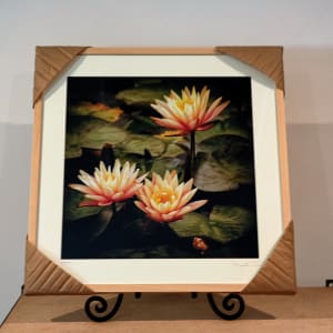 Water Lilly's - 1 by Mark Peacock  Image: Framed Photograph