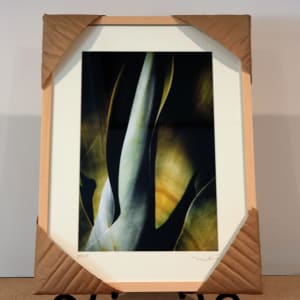 Agave Attenuata - 1 by Mark Peacock  Image: Framed Photograph 