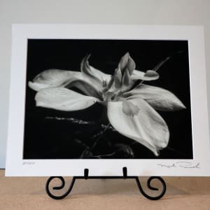 Day Lilly by Mark Peacock  Image: Photograph with matte