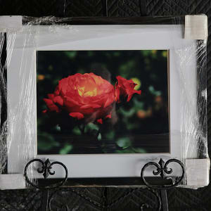 Roses by Mark Peacock  Image: Framed Print