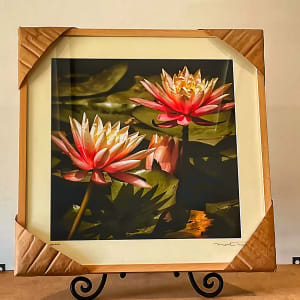 Water Lilly's - 2 by Mark Peacock  Image: Framed Photograph