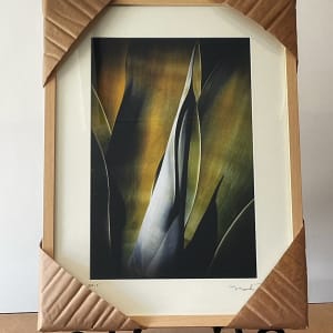 Agave Attenuata - 3 by Mark Peacock  Image: Framed Photograph