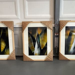 Agave Attenuata - 3 by Mark Peacock  Image: Triptych Series 