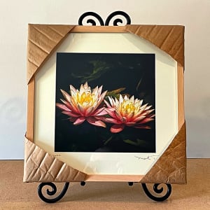 Water Lilly's - 3 by Mark Peacock  Image: Framed Photograph