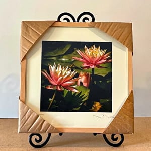 Water Lilly's - 2 by Mark Peacock  Image: Framed Photograph