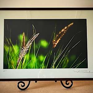 Blades of Grass by Mark Peacock  Image: Framed Print