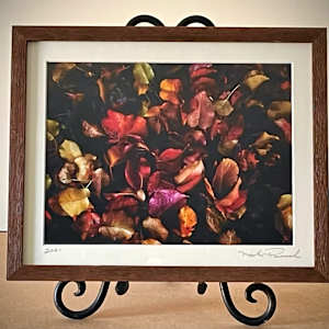 Fall Colors by Mark Peacock  Image: Framed Print