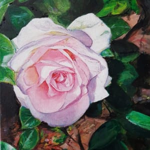 Pink Rose in Bloom by Christine Davis  Image: Pink Rose in Bloom