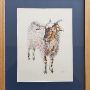 Goat by Christine Davis  Image: Goat framed