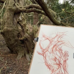 Abercorn yew north by Tansy Lee Moir  Image: Drawing with the tree
