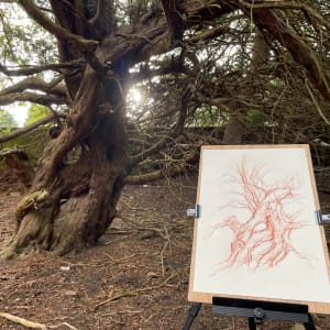 Abercorn yew south 2 by Tansy Lee Moir  Image: Drawing location