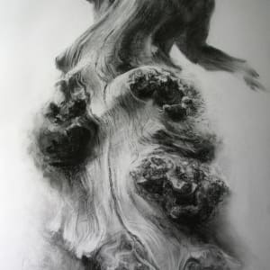 Dalkeith burred oak 5 by Tansy Lee Moir