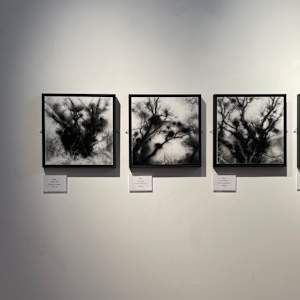 Bowsie by Tansy Lee Moir  Image: Installation view