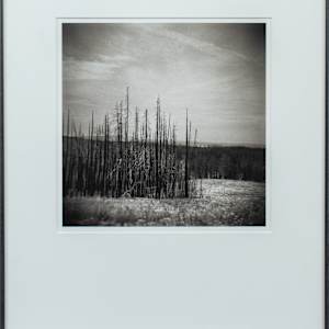 Forest Fire Study #1, Yellowstone National Park by Andrew Bale