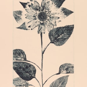 Sunflower by Robert Allan Cale