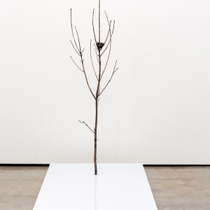 Only Tree (With Nest) by Emily Arthur 