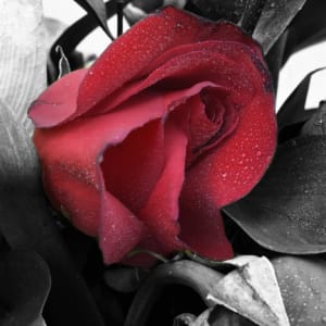 One In a Rose by Alicia Majalca