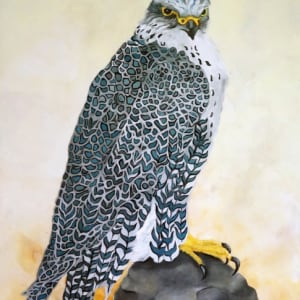 The Falcon by Linnea Pergola