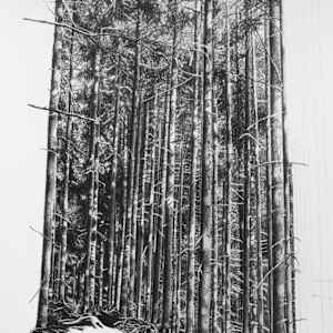 Distraction 2 - Half Drawn Forest by Mark Welland 