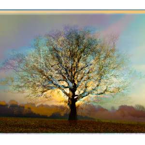 Unlimited Symmetree Oak Prints  Image: Patina Rising Sun