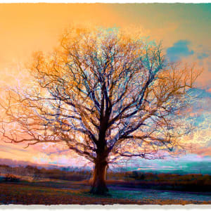 Unlimited Symmetree Oak Prints  Image: Symmetree 3_8 Reflected (Landscape version)