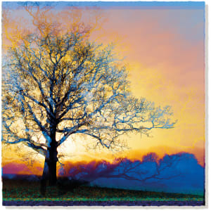 Unlimited Symmetree Oak Prints  Image: Rising Sun in Gold and Purple